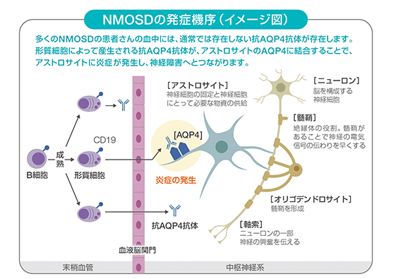 NMSODの作用機序（イメージ図）