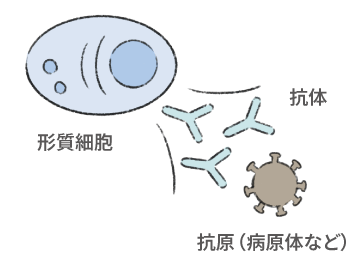 抗体の5つの種類・IgGの種類と割合のイメージ図１
