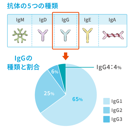 抗体の5つの種類・IgGの種類と割合のイメージ図２