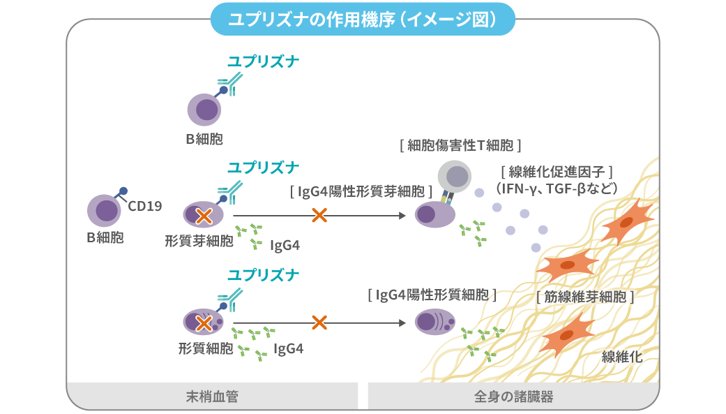 ユプリズナの作用機序（イメージ図）