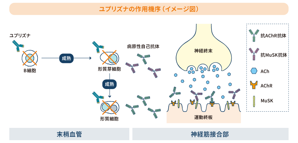 ユプリズナの作用機序