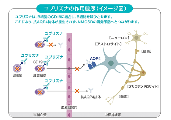 ユプリズナの作用機序（イメージ図）